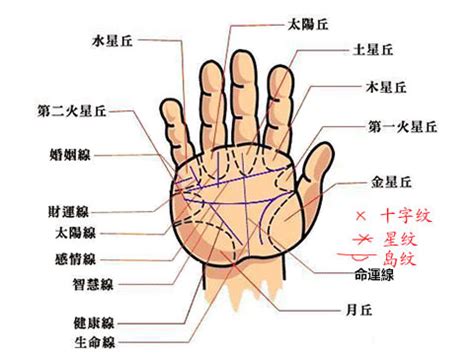 尾指下直紋|手掌紋路圖解大全